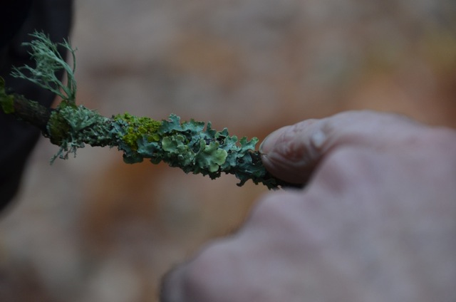 2011 12 A la découverte des lichens 17